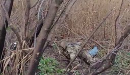 На опубликованном видео рашисты жалуются на дефицит воды в их направлении и пьют из лужи