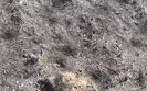 адам