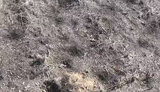 адам