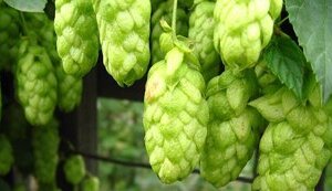 Рада ухвалила закон про хміль та хмелепродукти