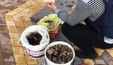 Поліцейські вилучили 25 кг бурштину на півмільйона гривень на Рівненщині. ФОТО