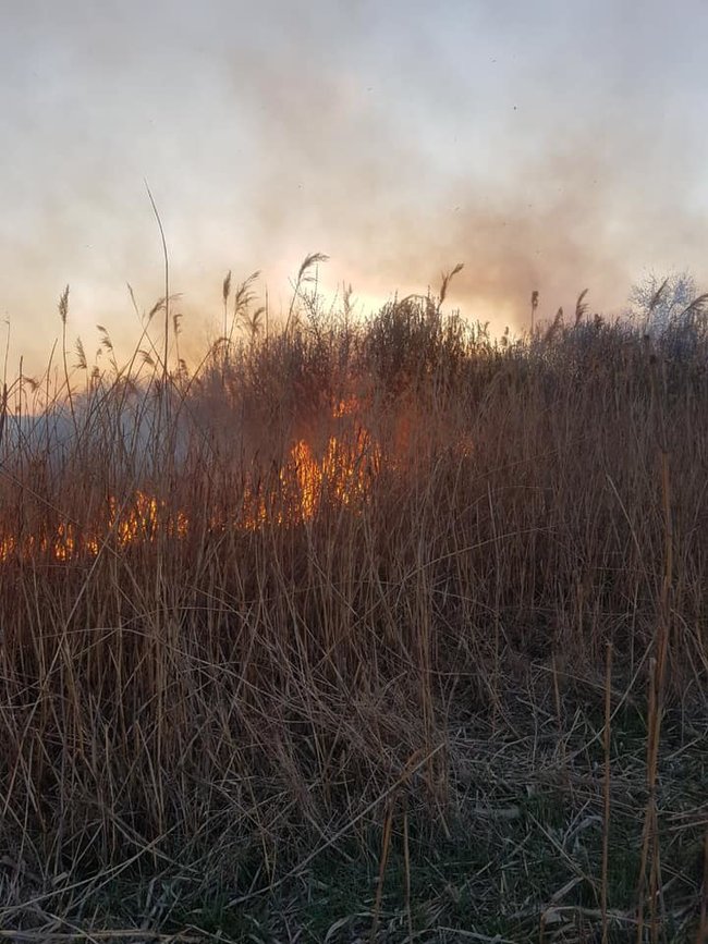 На Тернопольщине сгорел орнитологический заказник, - ГСЧС 02