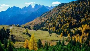 Петиція про захист Карпат набрала 25 тисяч підписів