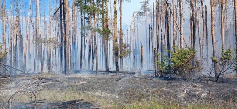 Через війну майже 30% лісів нацпарку "Святі Гори" втрачено