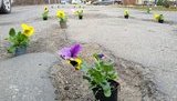 До візиту Порошенка дорожні ями прикрасили квітами в горщиках, - "Голос Карпат". ФОТОрепортаж