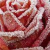 Бухгалтерия КЕДР-КОРПУС