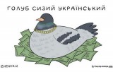 Голубь сизокрылый