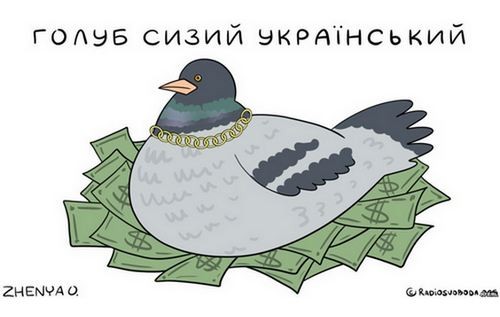 Голубь сизокрылый