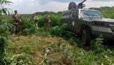 Пограничники в зоне ООС на Донетчине ликвидировали значительную плантацию конопли. ФОТО