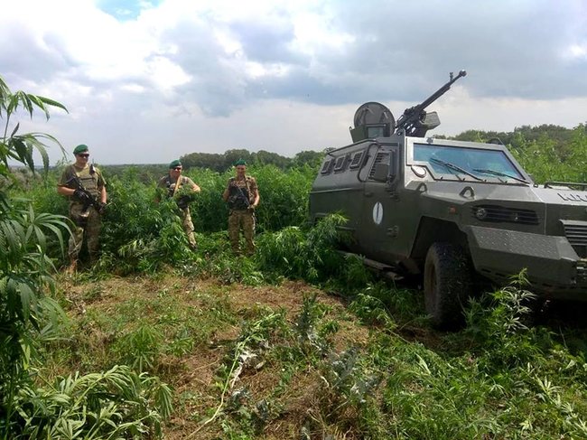 Пограничники в зоне ООС на Донетчине ликвидировали значительную плантацию конопли 01