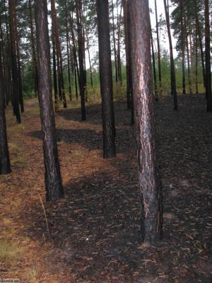 Цензор.НЕТ Изображение