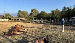 Внаслідок нічної атаки РФ загинуло сім коней у кінному клубі під Києвом. ВІДЕО+ФОТОрепортаж