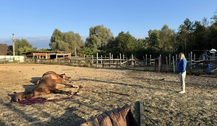 Внаслідок нічної атаки РФ загинуло сім коней у кінному клубі під Києвом. ВІДЕО+ФОТОрепортаж