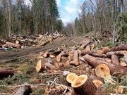 Лес рубят - деньги летят. Харьковская область
