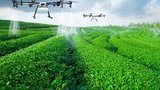 Укрлендфармінг Бахматюка: використання безпілотників допомагає підвищити якість врожаю компанії