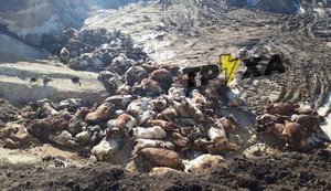 Рашисти зруйнували агропідприємство на Харківщині. "Денацифіковано" сотні корів. ВІДЕО+ФОТОрепортаж