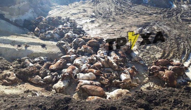 Рашисти зруйнували агропідприємство на Харківщині. "Денацифіковано" сотні корів. ВІДЕО+ФОТОрепортаж