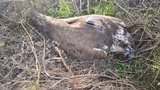 "Безглуздя. Дикунство. Кам
