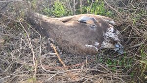 "Безглуздя. Дикунство. Кам'яна доба": браконьєри заради забави вбили червонокнижного сокола-балобана на Одещині. ФОТОрепортаж