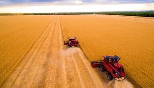Жнива-2025: Українські аграрії намолотили майже 25 мільйонів тонн зерна