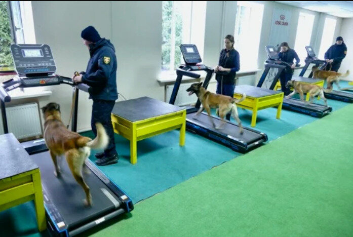Собаки-міношукачі з Норвегії