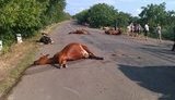 Под Одессой грузовик влетел в стадо коров: погибло 17 животных. ФОТО