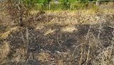 Пенсіонерка на Харківщині загинула під час спалювання сухостою, - ДСНС. ФОТО