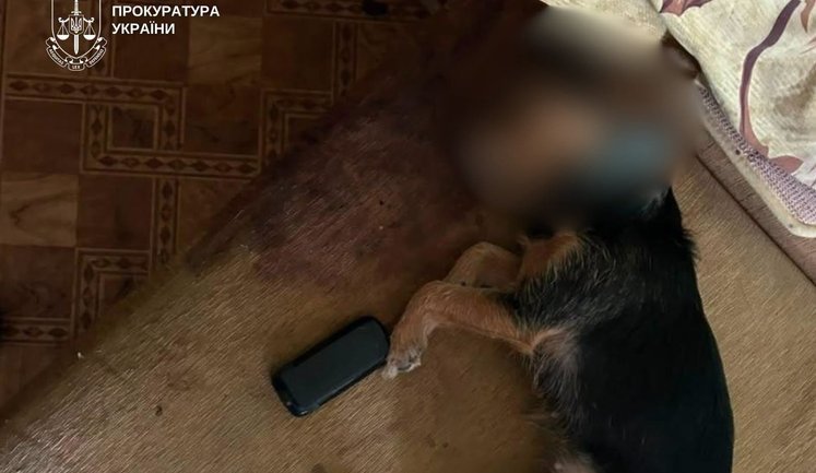 П’яна жінка викинула з 4 поверху собаку в Києві: тварина загинула, підозрюваній загрожує 8 років тюрми. ФОТОрепортаж