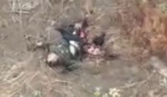 Дві ворони шматують тіло ліквідованого окупанта. ВIДЕО 18+
