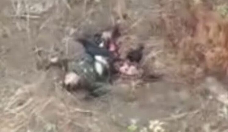 Дві ворони шматують тіло ліквідованого окупанта. ВIДЕО 18+