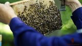 Украина занимает 5 место в мире по объемам производства меда, – вице-премьер