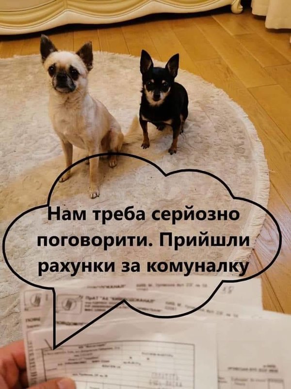 Прощай, Шарик... Пришли из облгаза! Мудрый совет Слуги народа в ФОТОжабах 10