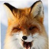 Red Fox #287582