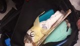 Прикордонники в "Борисполі" врятували хижих птахів, яких намагалися приховано вивезти в ОАЕ. ВІДЕО+ФОТОрепортаж