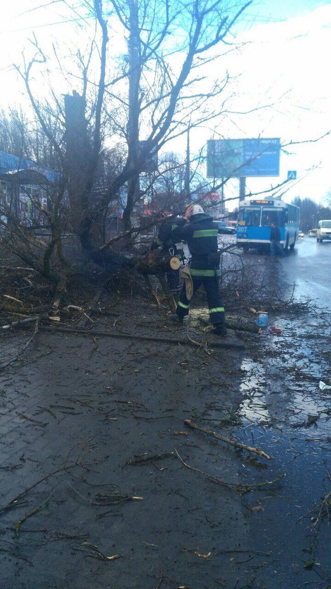 Дерево впало на 11-річну дівчинку у Вінниці, вона загинула, - ДСНС 02