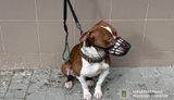 17-летний парень натравил собаку на полицейскую в Тернополе: женщина получила рваные раны лица
