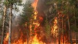 Сильный пожар в Ялтинском заповеднике. ФОТО