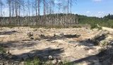 Через незаконний видобуток бурштину Україні загрожує й економічна, й екологічна катастрофа, - експерт