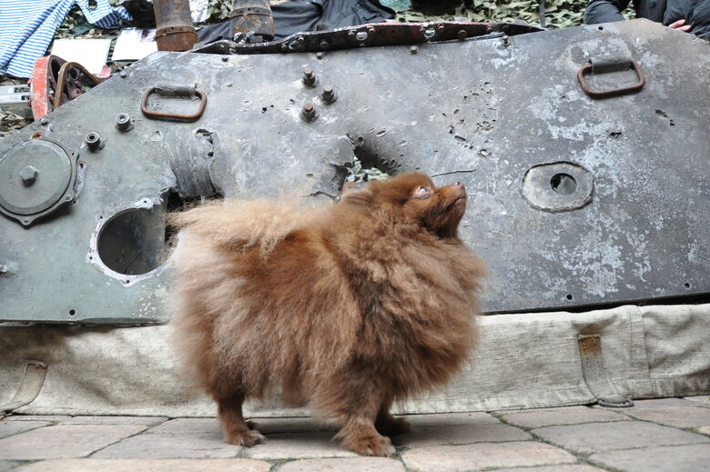 Кресло-катапульта, образцы снарядов и личные вещи рашистов: На Андреевском спуске открылась благотворительная выставка Спротив-2022 57 Кресло-катапульта, образцы снарядов и личные вещи рашистов: На Андреевском спуске открылась благотворительная выставка Спротив-2022 57