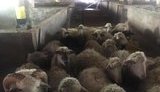 В Киевской области обнаружили замаскированный под овечью ферму подземный спиртзавод. ФОТО