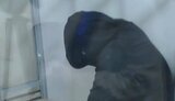 Водитель, сбивший двух подростков на переходе в Харькове, осужден за кражу в этом году, в суде есть еще одно дело за управление под наркотиками, - директор "СЕНС Консалтинг" Маслов
