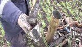 балаклея