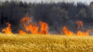 Пожар уничтожил 94 га пшеницы в Запорожской области, - ГСЧС