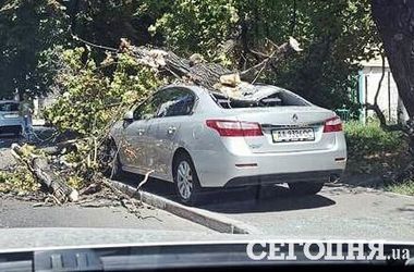 киев автомобиль дерево
