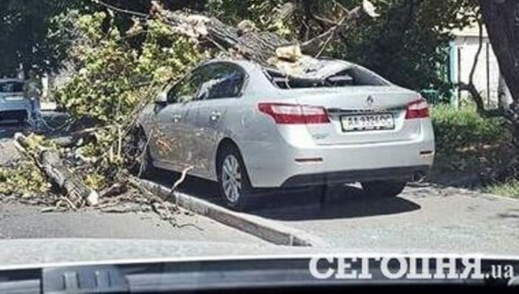 Дерево в Киеве упало на неправильно припаркованный автомобиль. ФОТО