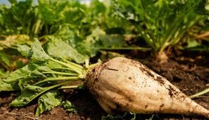 Виробництво цукрових буряків збільшилось у 2021-му майже на 30%, -