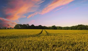 агроном,господарство,землеробство,земля,поле,сільське