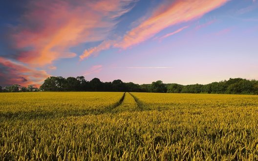 Доходи агробізнесу України торік перевищили 1,2 мільярда. Які компанії найприбутковіші?. ПЕРЕЛІК