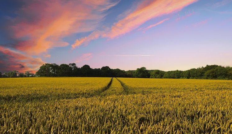 ФАО представила план оперативного відновлення агросектору України до 2029 року. Що передбачено?