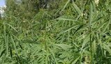 Почти 20 тысяч кустов конопли уничтожили пограничники на Луганщине. ФОТО